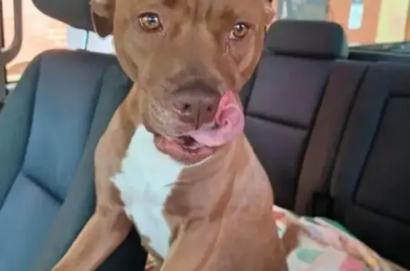 Lost: Skittish Brown Dog in Dayton!