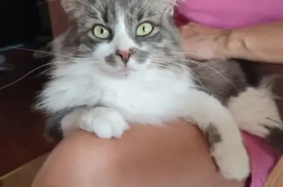 Зникла пухнаста кішка з чипом у Яворові