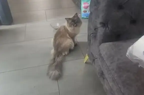 Lost Ragdoll Cat: Blue Eyes, Bayside