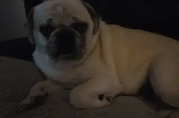 Lost White Pug with Blue Eyes in Clarence