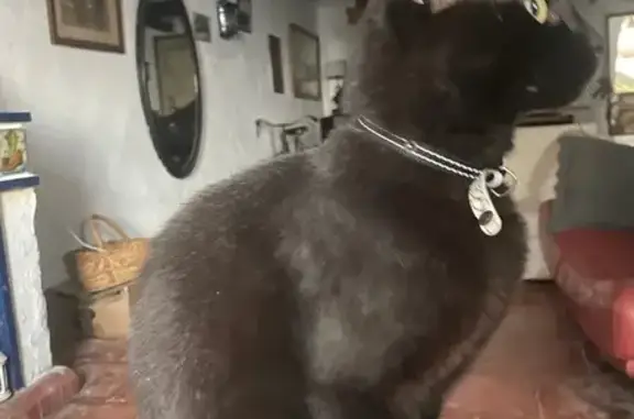 ¡Ayúdanos a encontrar a Kai, gato negro perdido!