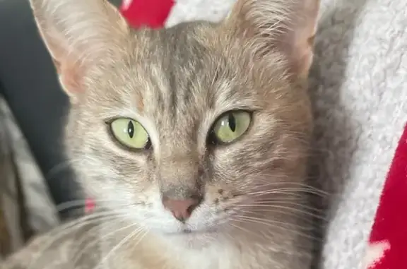 Chat perdu, Noyers-sur-Cher, photo: Chat perdue, affectueuse à Noyers-sur-Cher