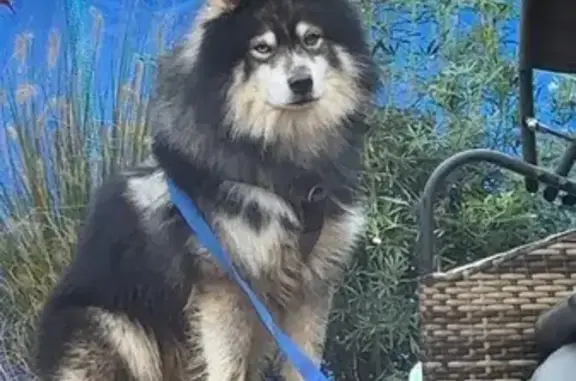 Chien trouvé Volstroff, photo: Chien trouvé avec collier, Volstroff
