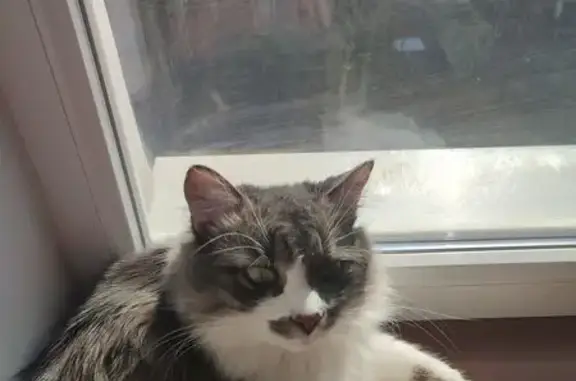 Зникла кішка: біло-сірий кіт з зеленими очима