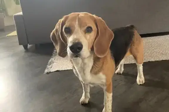 Chien perdu, gourmand et peureux à Marcq - photo