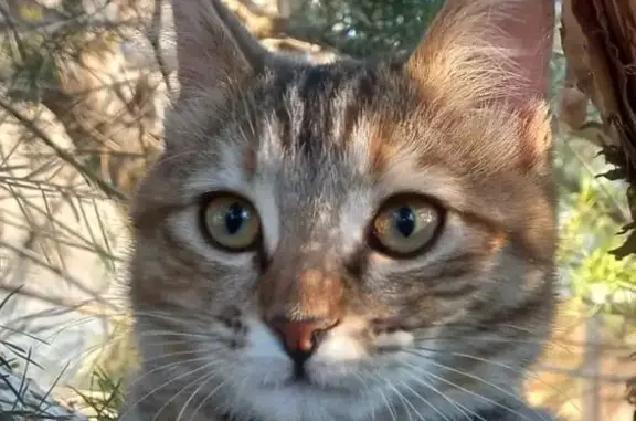 Lost Tabby Cat: Special Diet Needed