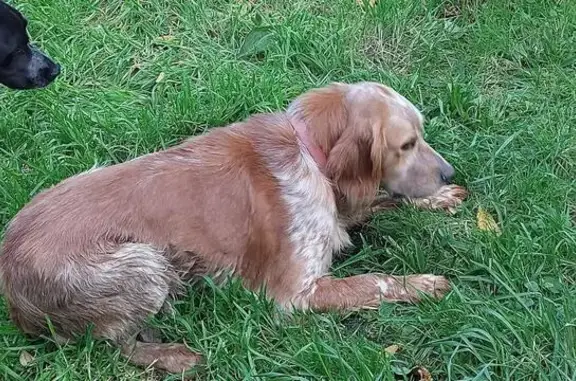 Animaux trouvés Clohars-Carnoët, photo: Chien type setter/épagneul trouvé au Pouldu