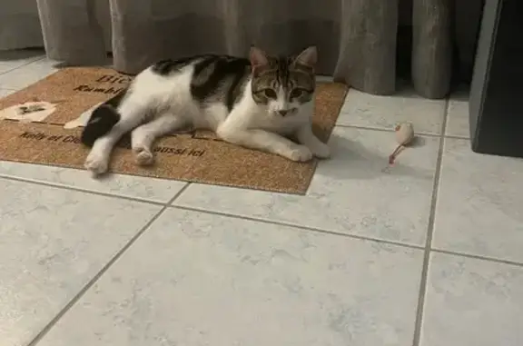 Chat perdu, grand et mince, Nersac - photo