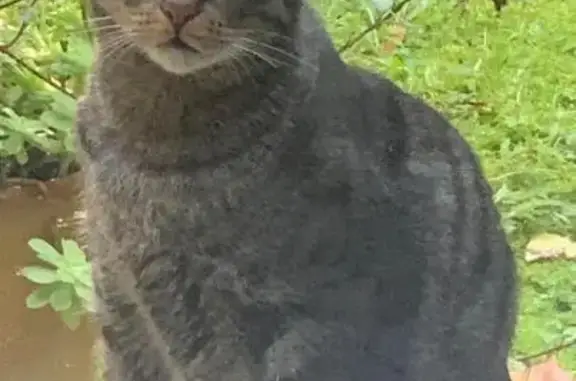 Chat perdu, Bayonne, photo: Chat tigré perdu à Bayonne le 25/10
