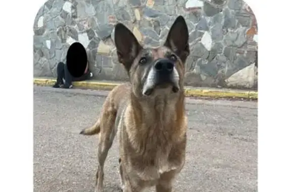 Perro encontrado , foto: Perro encontrado en Can Borrell, Cerdanyola