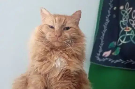 Chat roux perdu à Trévou-Tréguignec - photo
