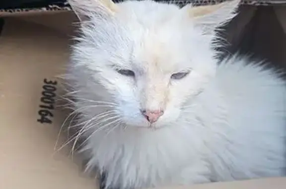 Chat trouvé Perpignan, photo: Chat blanc trouvé, maigre et câlin