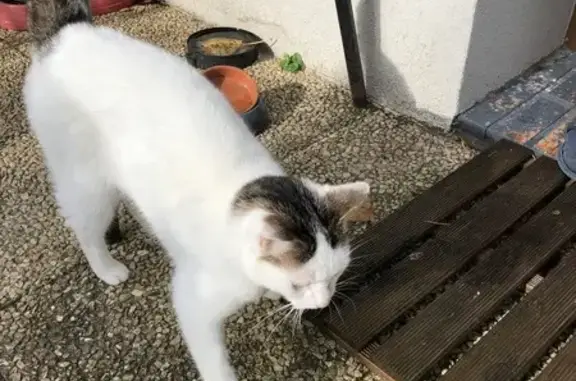 Chat trouvé Darnétal, photo: Chatte blanche et grise trouvée en Normandie