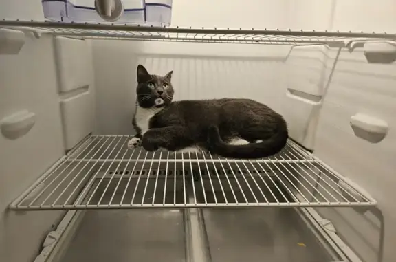Lost Grey Cat: Dented Ear, Haled St. 939