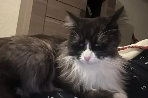 Chatte perdue à Poitiers : Maya, câline et pucée - photo