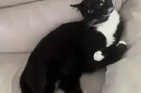 ¡Ayuda a encontrar a Aíron, gato perdido!