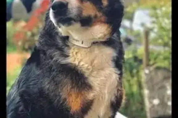 Chienne sociable perdue à Luré - photo