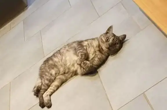 Chat gris tigré perdu à Chouilly - photo