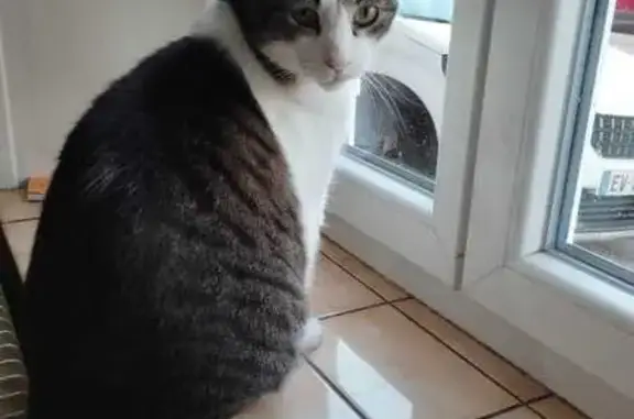 Animaux perdus Bayon, photo: Chat perdue, maigre, Place de Lorraine
