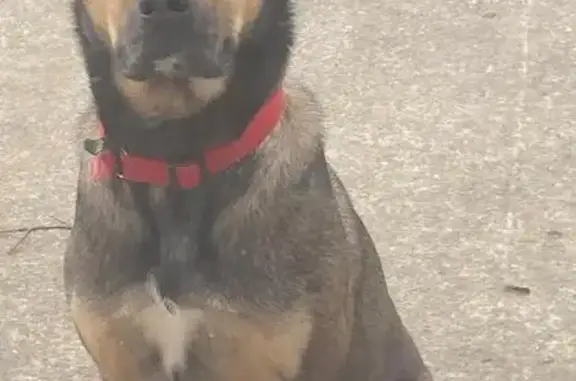Chienne Beauceron marron perdue à Quillien - photo