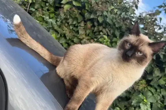 Chat perdu, Carros, photo: Chat siamois perdu, sociable, Carros