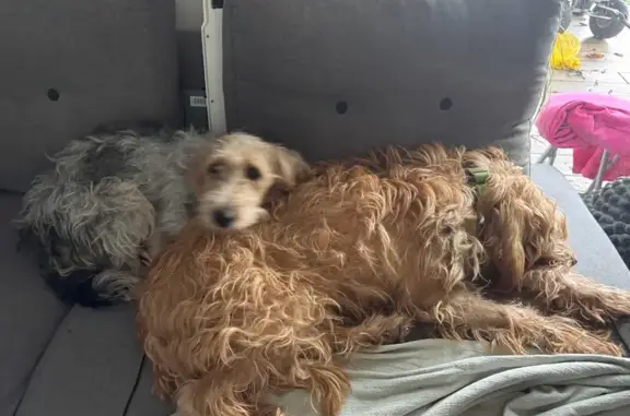 Chiens perdus: Junior et Toscane à Seyssel - photo