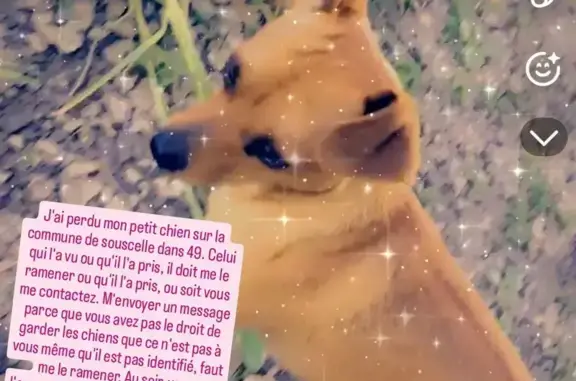 Chien mâle marron perdu à Montreuil-sur-Loir - photo