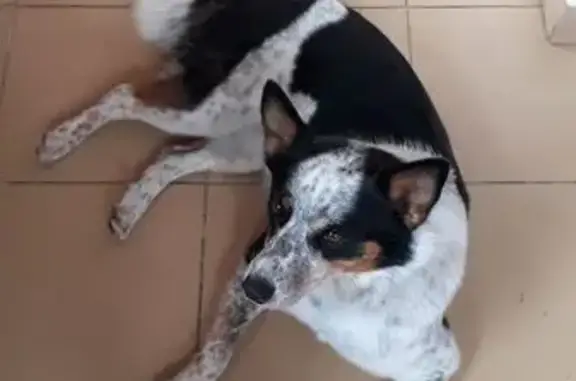 cachorro desaparecida