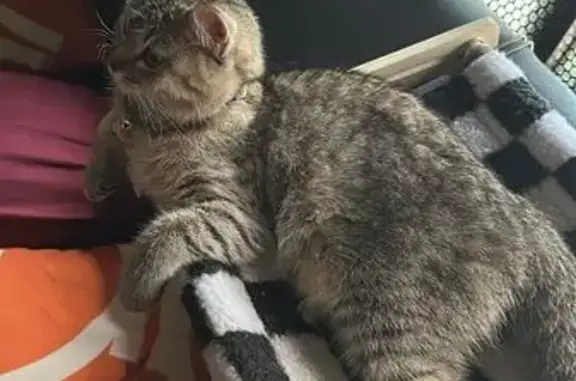 Lost Cat: Green Collar, Pink Tag, S760118