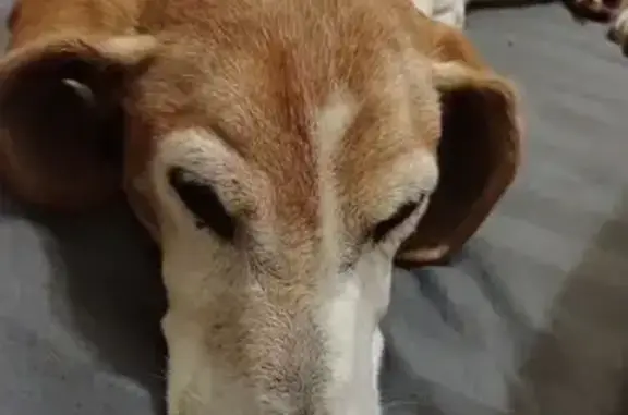 Lost Dog: Brown & White, Droopy Ears