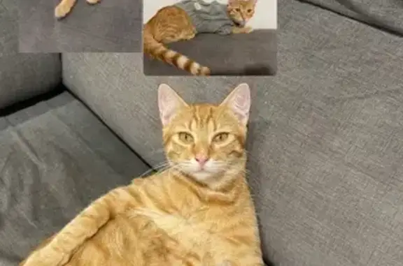 Gato Perdido: M en Cara, 7 Meses, València