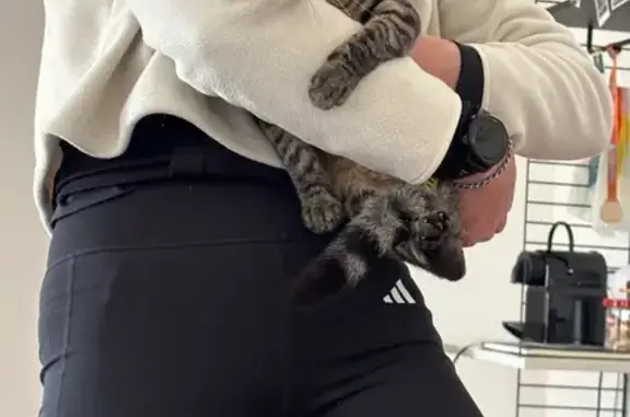 Animaux trouvés , photo: Chat européen tigré trouvé à Narbonne