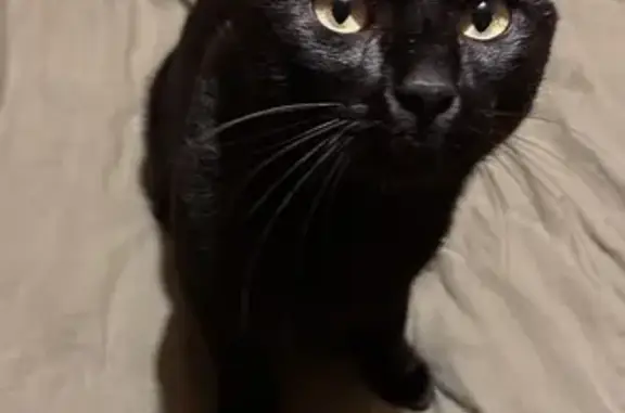 Chat noir perdu à Bruges, sociable et aventurier - photo