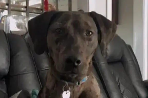 Lost Tail-less Dog in Toccoa, GA