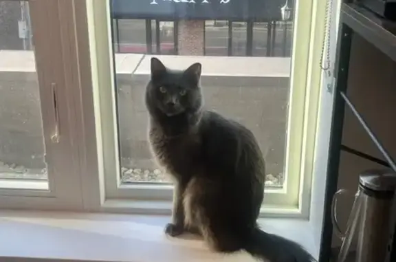 Missing cat Minneapolis, photo: Lost Cat: Friendly Gray Fluffy in Minneapolis