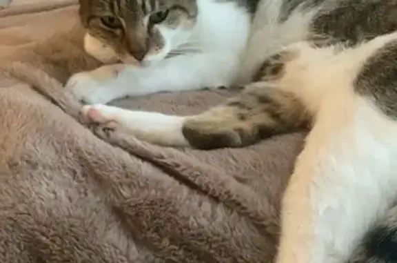 Animaux trouvés , photo: Chatte câline trouvée à Haguenau