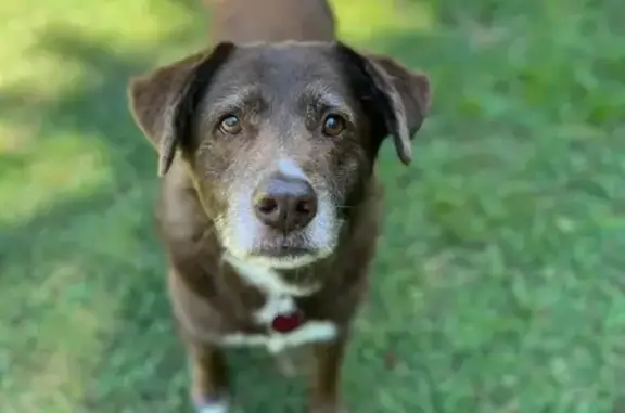 Lost Chocolate Lab: Elderly & Friendly