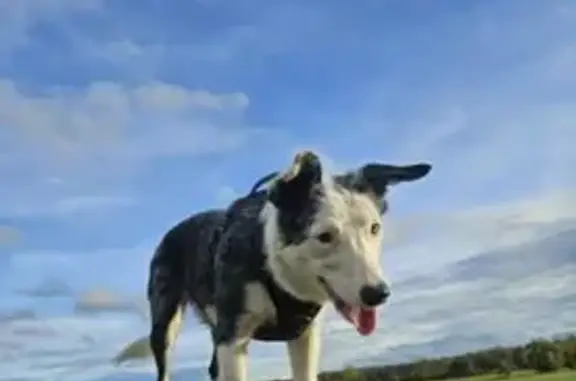 Chien perdu à Brin-sur-Seille, Grand Est - photo