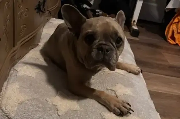 Lost Tan Dog: Wrinkled & Bat-Eared