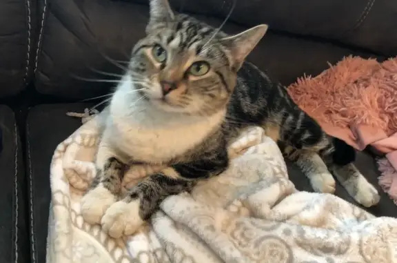 Missing cat Hyrum, photo: Help Find Hildy: Lost Tabby/Calico Cat