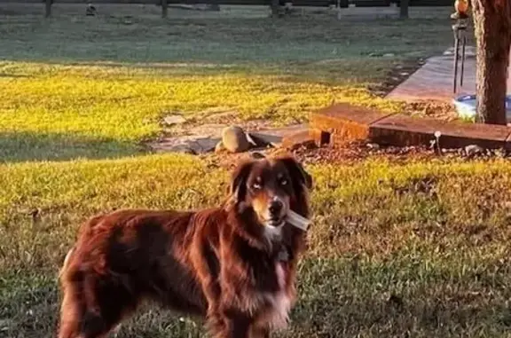 Lost Red Tri Aussie - Blue Eyes, Harriman