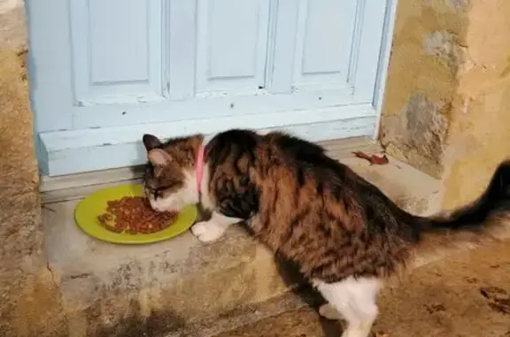 Chatte trouvée à Saint-Martin-du-Vieux-Bellême - photo