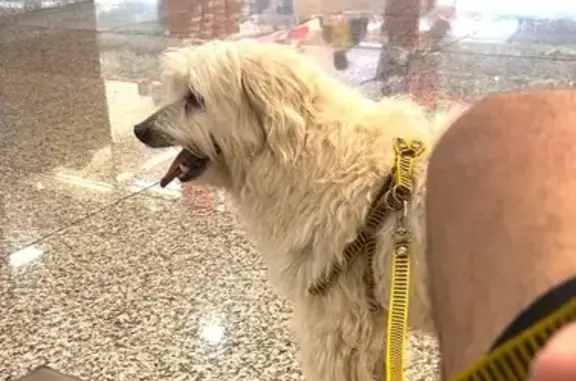 cachorro desaparecida