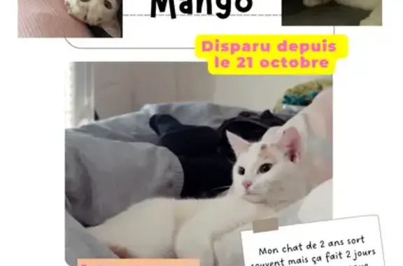 Chat perdue blanc, queue rousse Clermont-Ferrand - photo