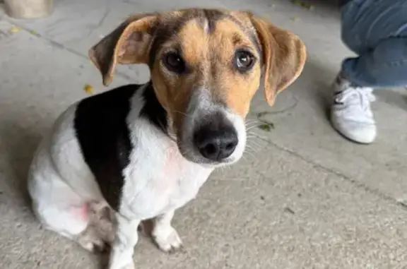 Chien trouvé Nouvelle-Aquitaine, photo: Chienne Jack Russel trouvée près de Cognac