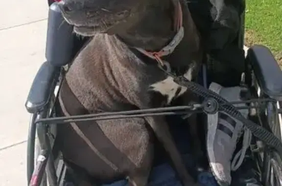 Lost Black Lab Pit Mix: Gentle & Loving