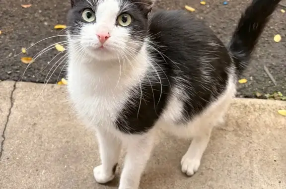 Chat trouvé , photo: Chat trouvé à Saint-Étienne, non pucé