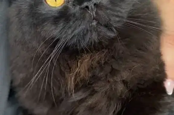 Gato Persa Negro Perdido en Zapopan