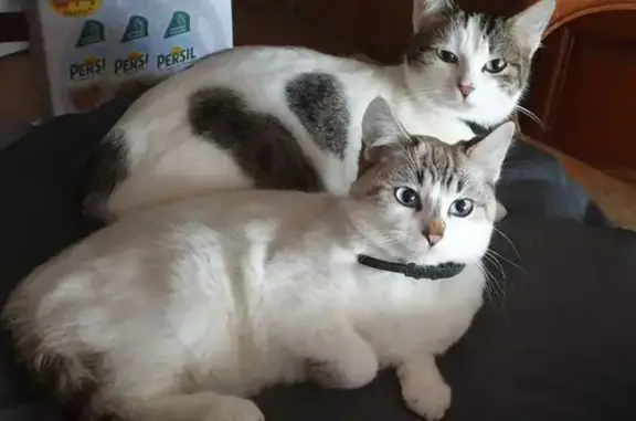 Animaux perdus Montceau-les-Mines, photo: Chat perdue beige, yeux bleus, collier noir