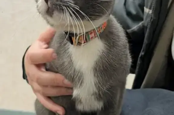 Friendly Tuxedo Cat Found in W...